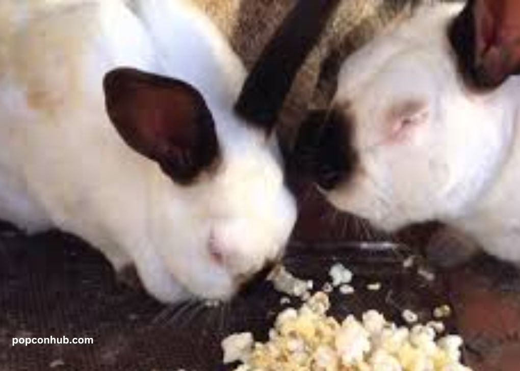 Can Rabbits Eat Popcorn?