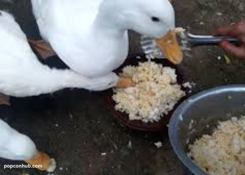 Can ducks eat popcorn?