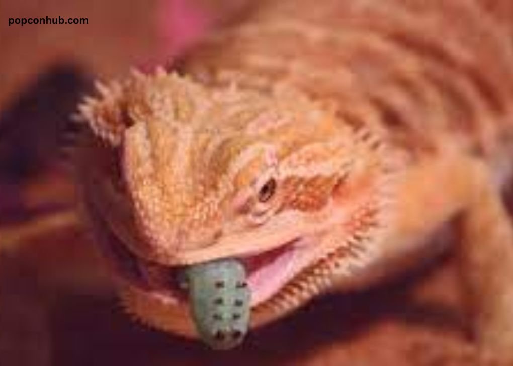 Can Bearded Dragons Eat Popcorn?
