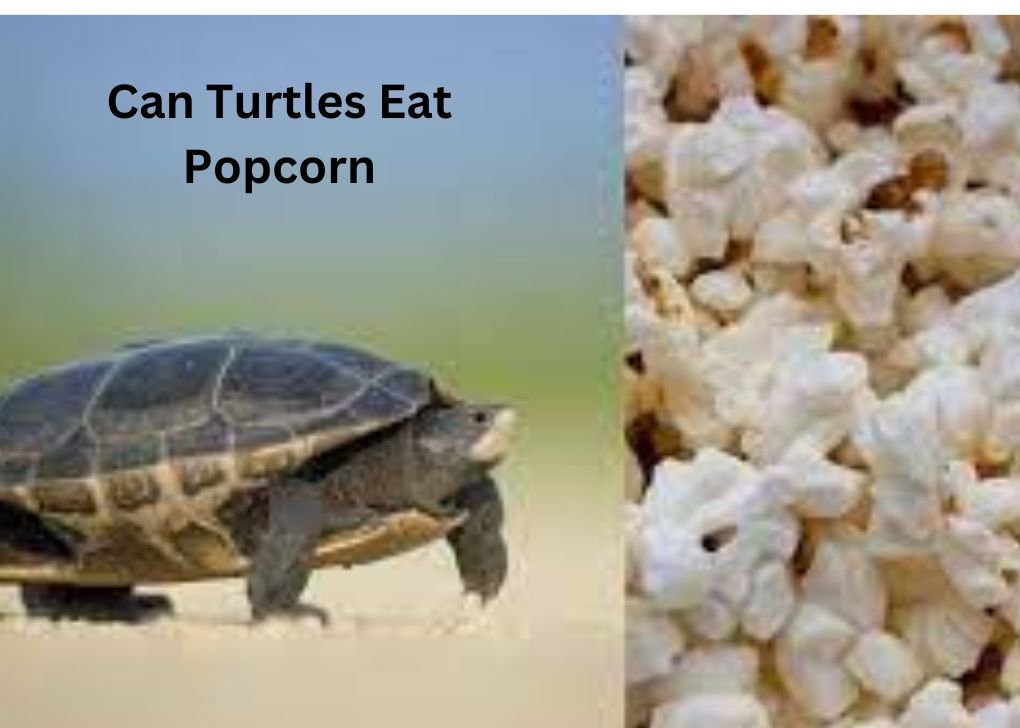 Can Turtles Eat Popcorn?