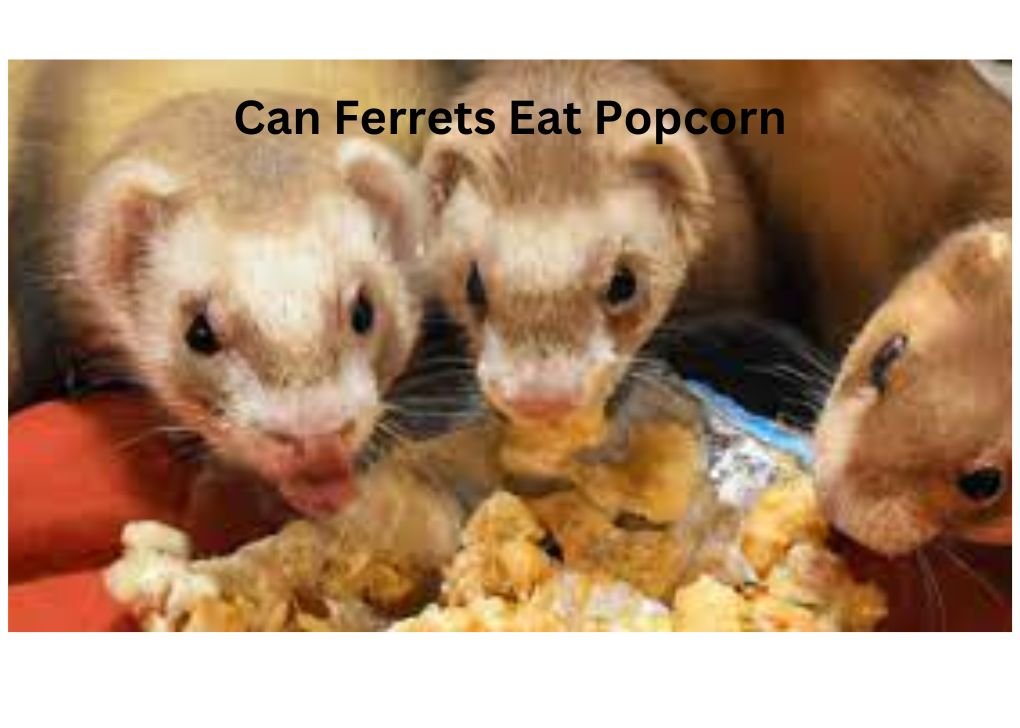 Can Ferrets Eat Popcorn?