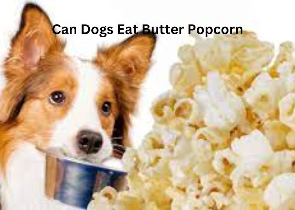 Can Dogs Eat Butter Popcorn?