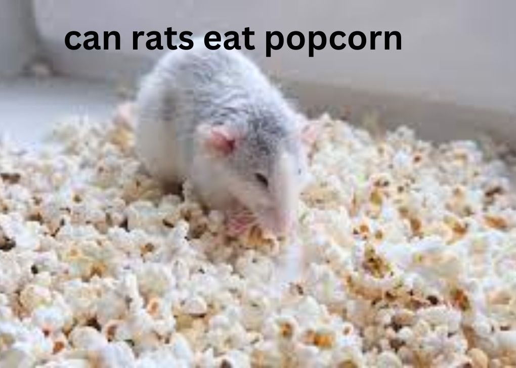 Can Rats Eat Popcorn?