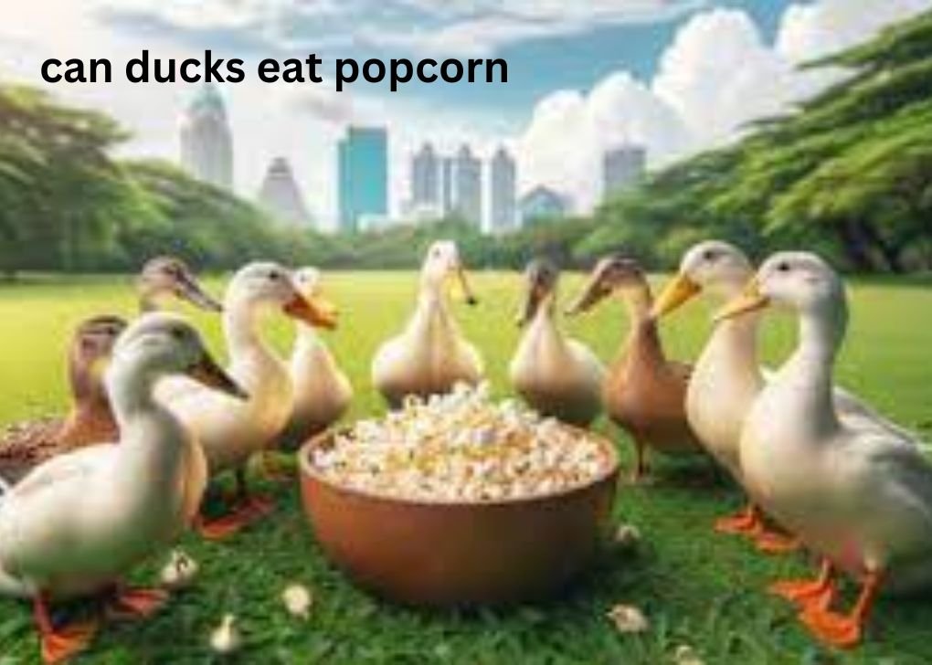 Can ducks eat popcorn