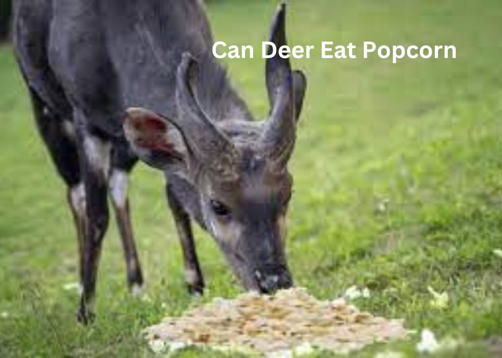 Can Deer Eat Popcorn?