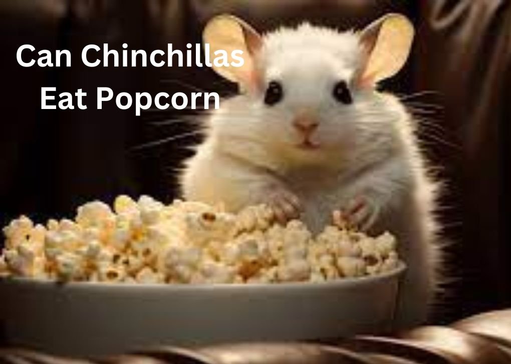 Can Chinchillas Eat Popcorn?