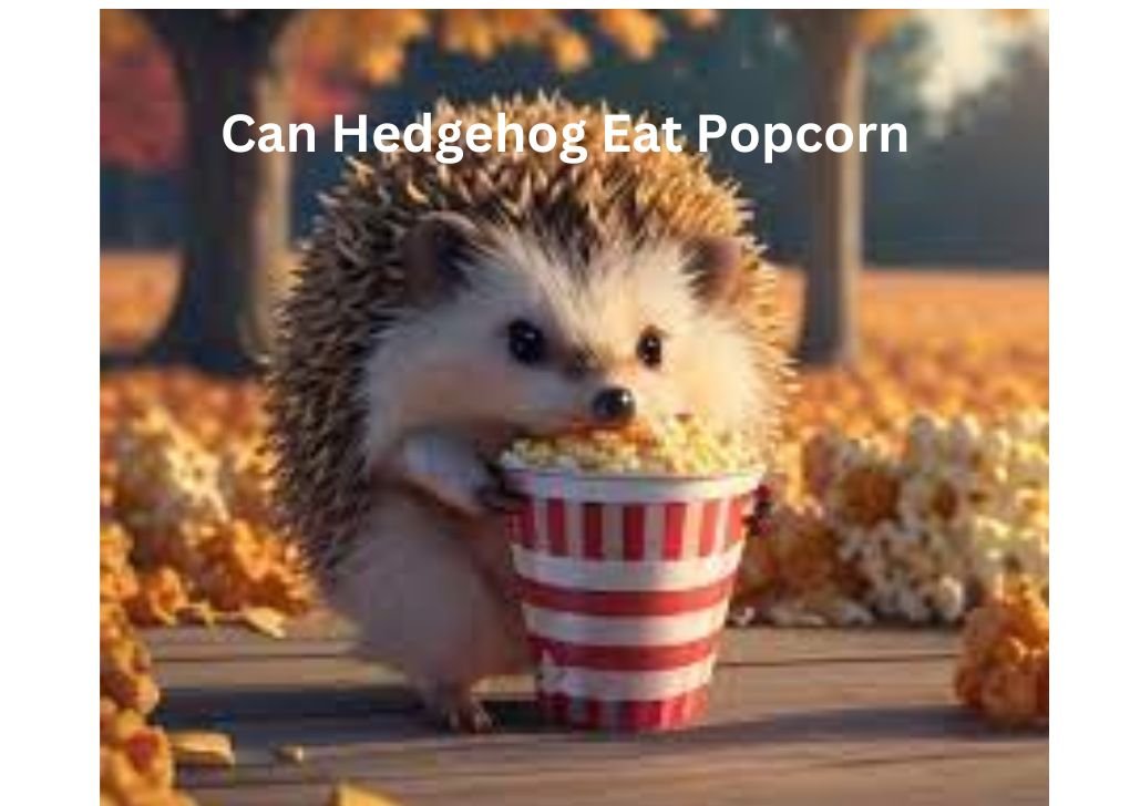 Can Hedgehog Eat Popcorn?