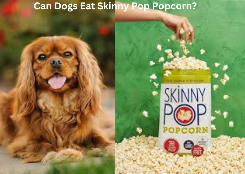 Can Dogs Eat Skinny Pop Popcorn?