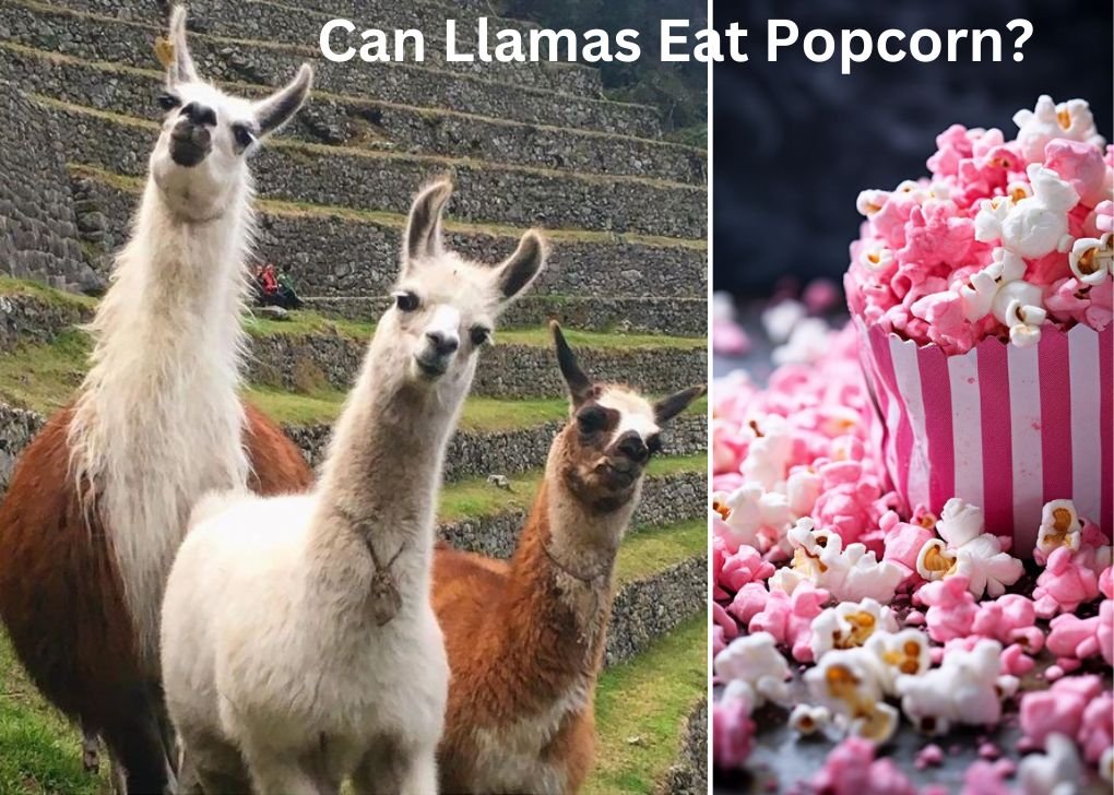 Can Llamas and Alpacas Eat Popcorn?