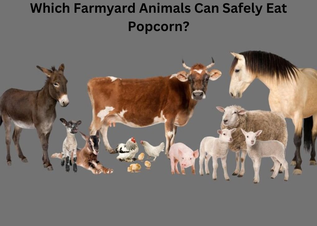 Which Farmyard Animals Can Safely Eat Popcorn?